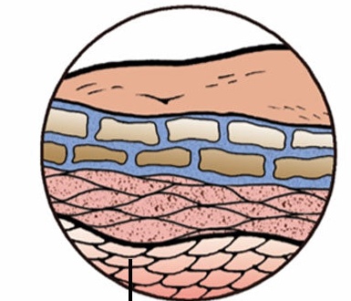 Cross-section illustration of a healthy skin barrier